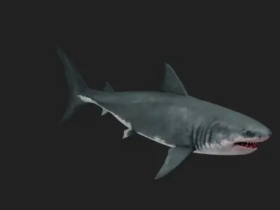 Greatwhiteshark Low-poly 3D model
