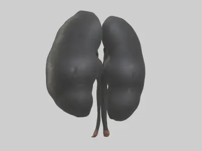 Gorilla Kidneys Low-poly 3D model