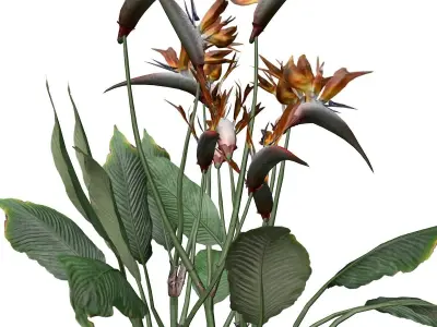 Bird of Paradise Flower - 02 - 3D model