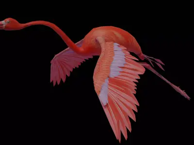 flamingo flying Free 3D model