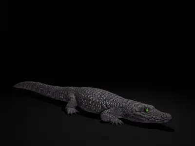 Dwarf Crocodile Low-poly 3D model
