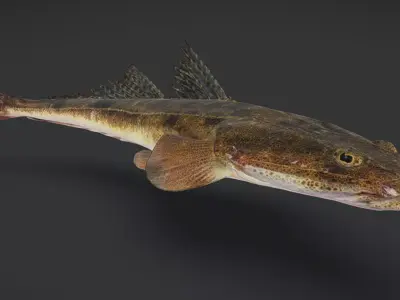 Realistic Flathead Fish Animated 3D model