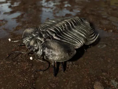 Trilobite 06 - CYBELE PANDER Low-poly 3D model