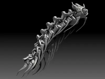 Spinosaurus 2020 version Neck Set Skeletons 3D model