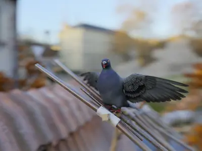 Pigeon Low-poly 3D model