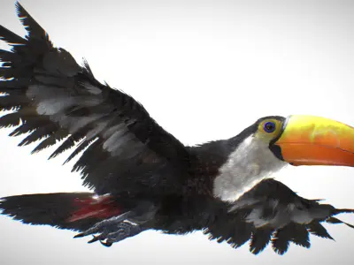 Toco Toucan 3D model