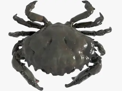 Crab PBR Low-poly 3D model
