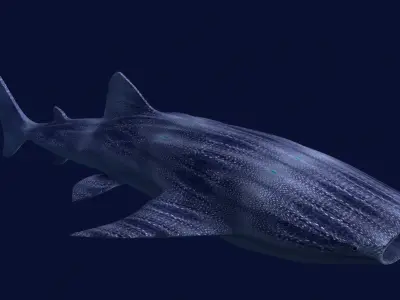 Whale Shark Rhincodon 3D model