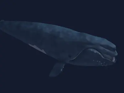 Right Whale 3D model
