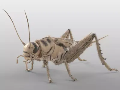 Cricket Insect Low-poly 3D model