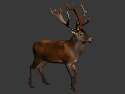Sika deer 3D model