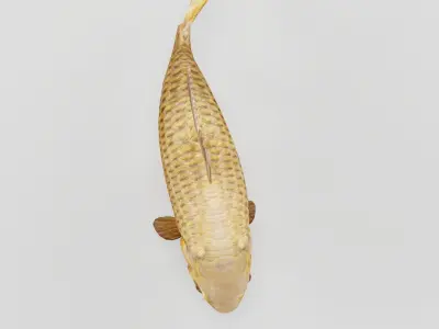 European Carp Fish Low-poly 3D model