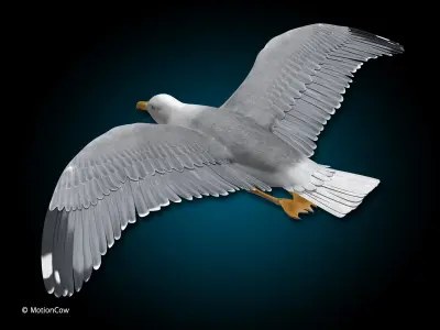 Seagull - Flight 3D model