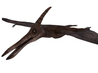 pterosaurs dinosaur flying Low-poly 3D model