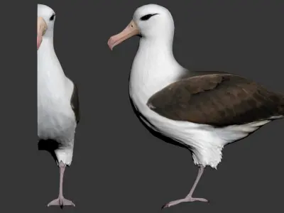 bird Albatross Free 3D model