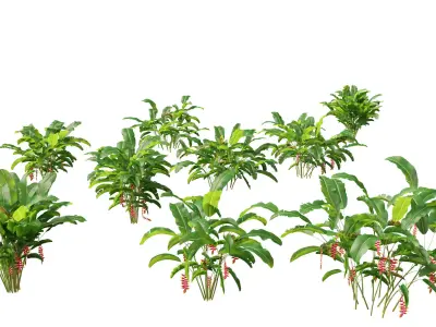 Heliconia rostrata - Hanging lobster claw 3D model