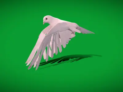Dove Bird Low-poly 3D model
