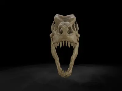 Trex  low poly game ready  Skull Low-poly 3D model