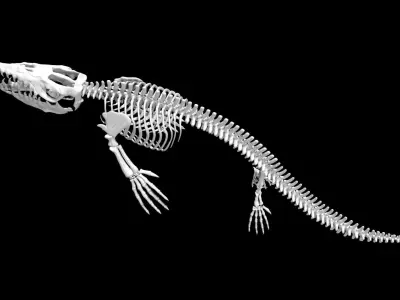 Mosasaurus skeleton Low-poly 3D model