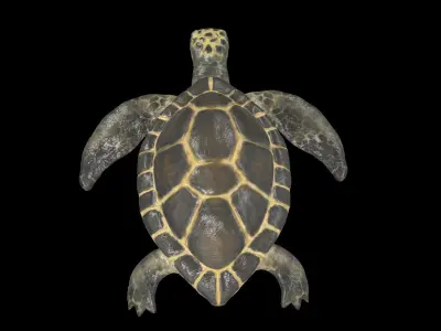 Turtle sea flying Free low-poly 3D model