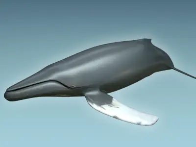 Whale Humback 3D model