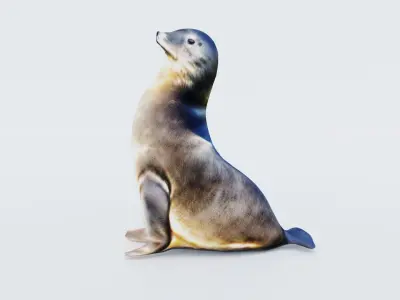 Sea Lion Free 3D model