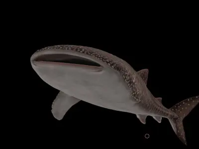 Injured Whale Shark Free low-poly 3D model