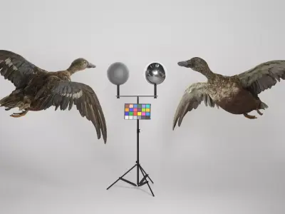 Flying duck 06 Low-poly 3D model