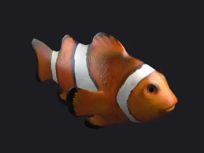 Clownfish Anemonefish Ocellaris fish aquarium tropical sea 3D model