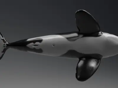Killer Whale Model 17 Animations  Low-poly 3D model