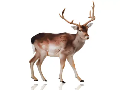sika deer 3D model