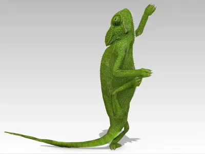 Chameleon Low-poly 3D model