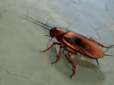 Realistic Cockroach 3D Model Rigged and PBR Textured 3D model
