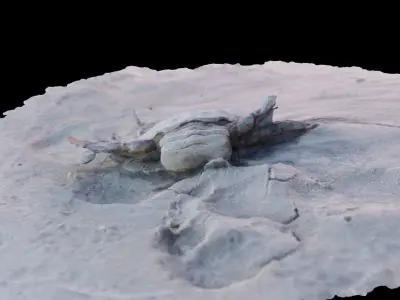 3d photogrammetrized crab model Free 3D model