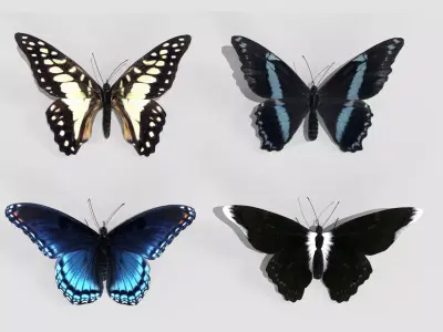 Butterfly realistic 3D model