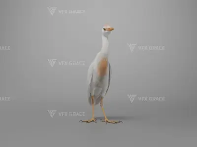 Cattle Egret Animation 3D model