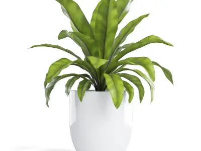 Birds Nest Fern Plant 3D model