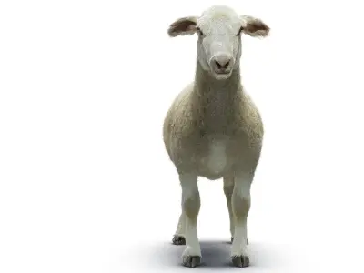 Sheep with Small Hair 3D model