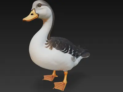 Duck Realistic 3D Model Basic - Low Poly Realistic Low-poly 3D model