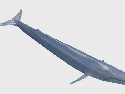 Accurate Blue Whale - 3d animated 3D model