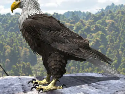American Bald Eagle - rigged - animated 3D model