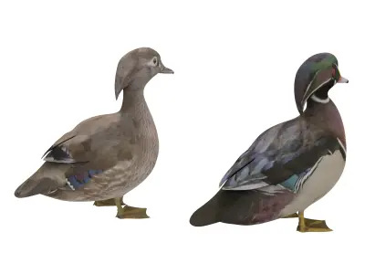 Mandarin Duck  Low-poly 3D model