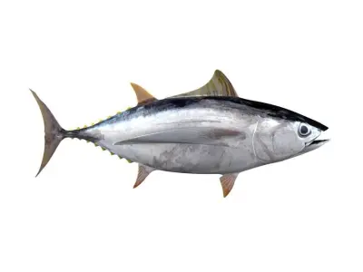 Albacore Tuna Fish Thunnus Alalunga 3D model