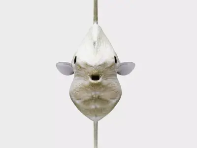 Ocean sun fish Low-poly 3D model