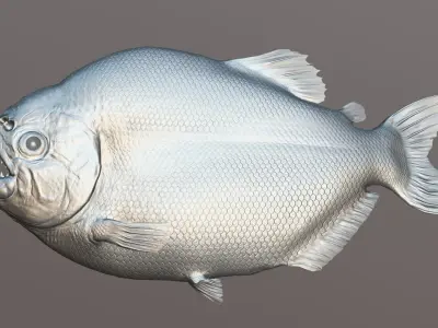 Red-bellied Piranha 3D model