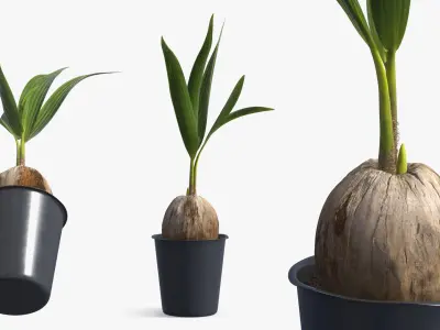Potted Coconut Palm Seedling Plant with Pot Fur 3D model