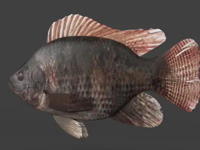 Tilapia Fish 3D model