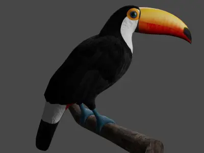 Toucan Ramphastos Toco Low-poly 3D model