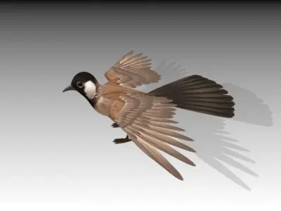 Animated Birds Low-poly 3D model