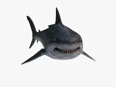 Megalodon great shark Low-poly 3D model